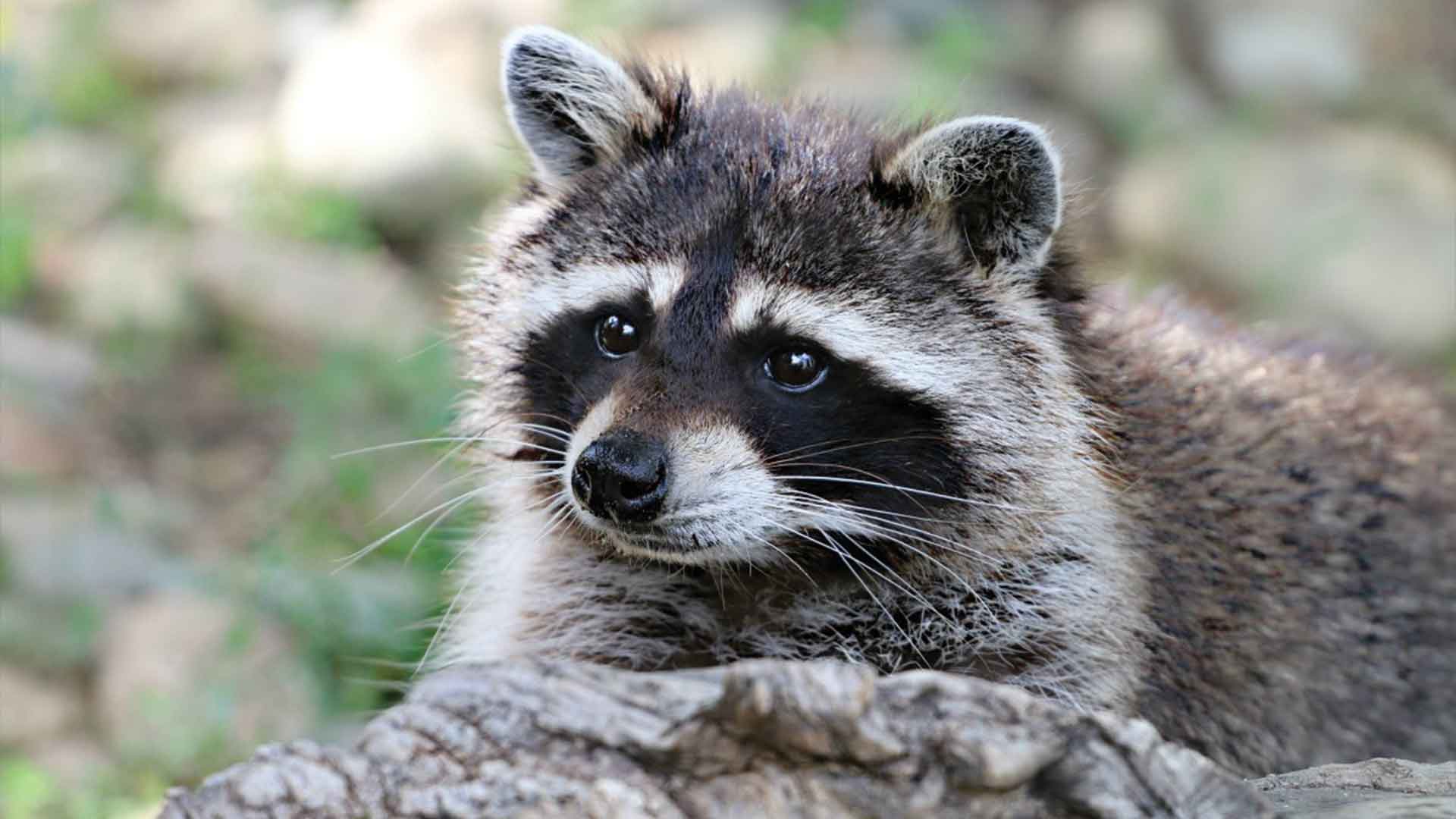 Raccoon | Indra Inn | Playa Grande, Costa Rica