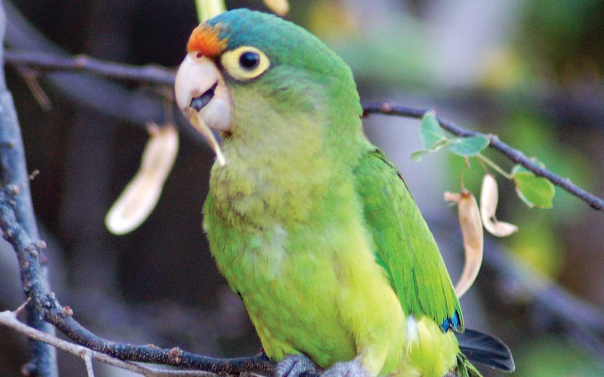 Close-up of an Orange-fronted parakeet eating in a tree