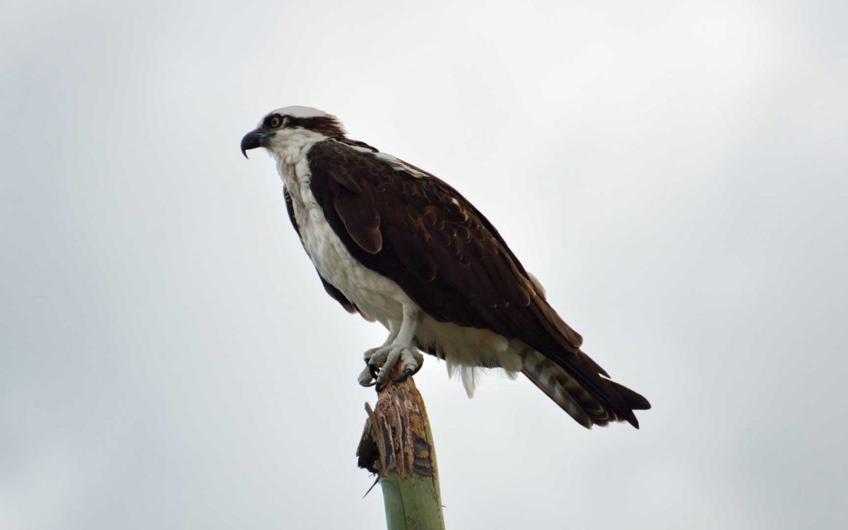 Profile of an osprey bird on the end of a log under cloudy skies