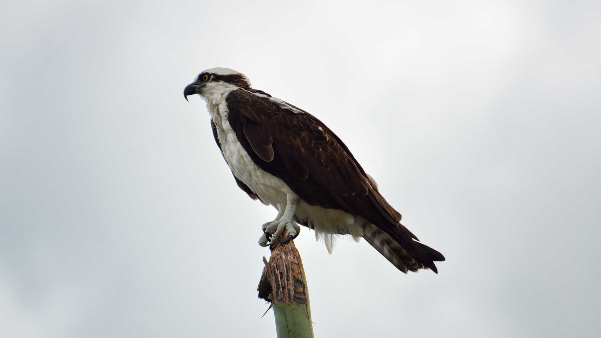 Osprey | Indra Inn | Playa Grande, Costa Rica