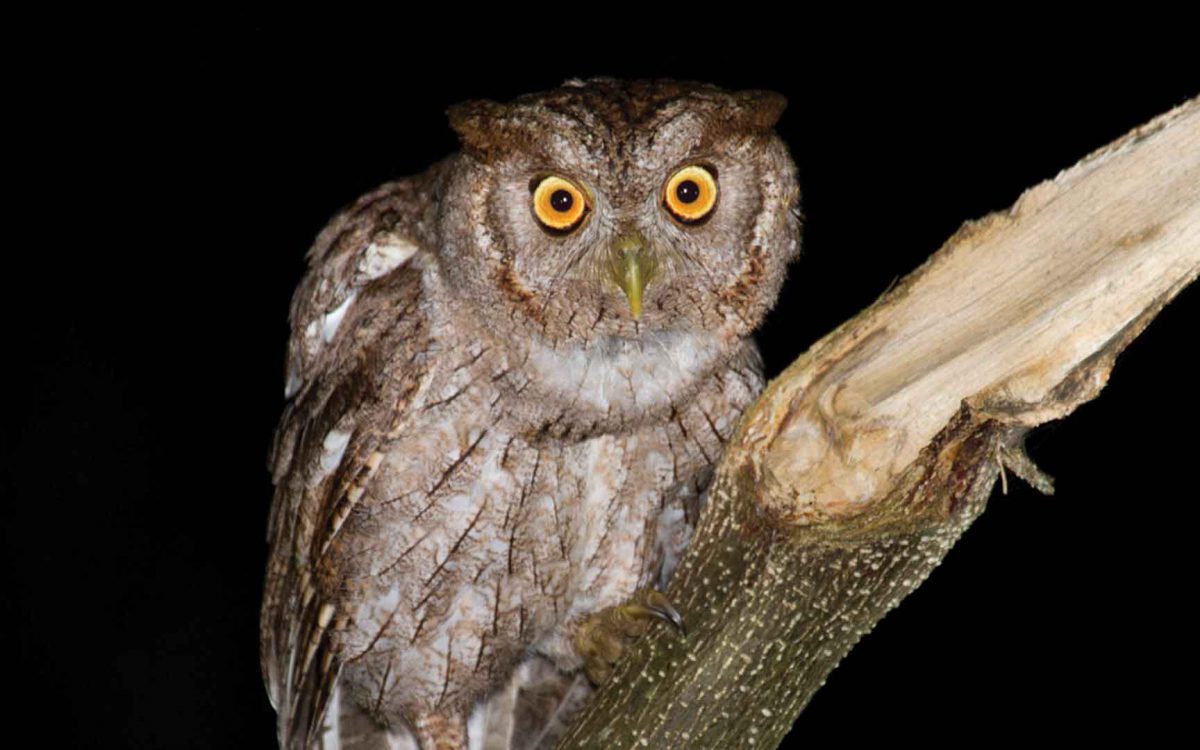 Intense close-up of a Pacific Screech Owl staring into the lens