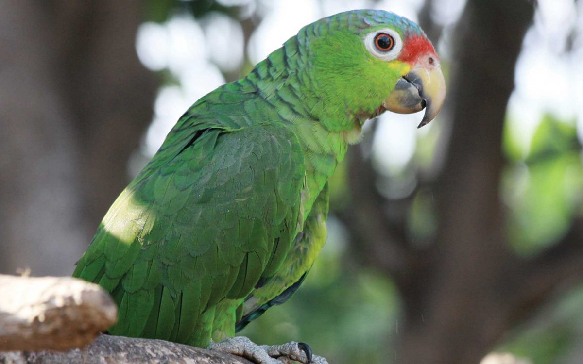 Profile close-up of a Red-Lored parrot on a branch