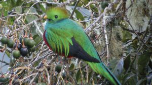 Close-up profile of a Resplendent Quetzal in a tree with berries