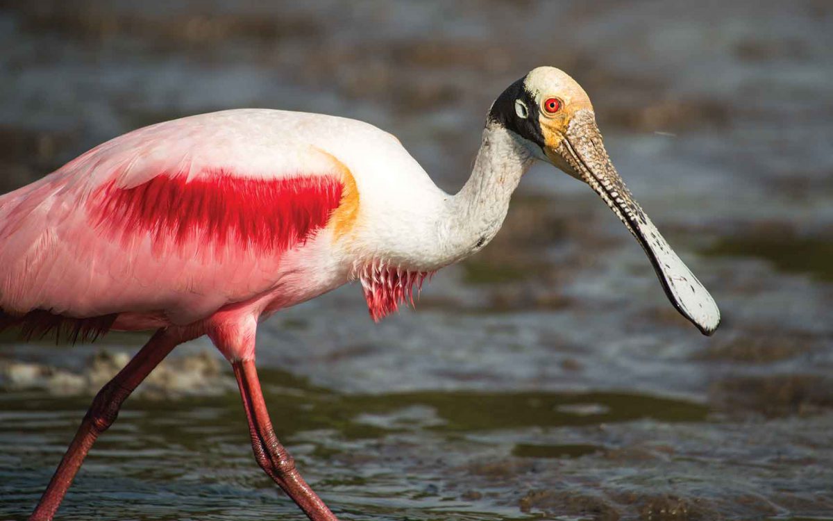 Profile close-up for a Roseate Spoonbill bird walking in water