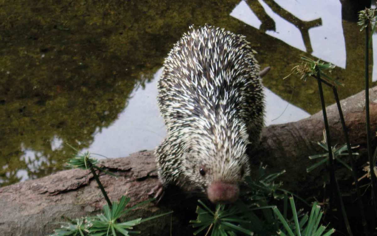 Rothschild porcupine on a log next to water