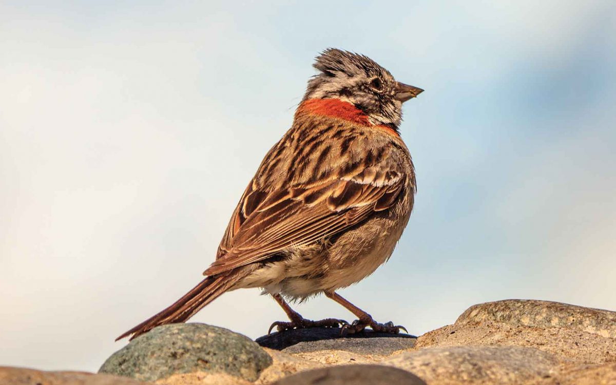 Close-up profile of a Rufous Collared Sparrow on sandy rocks