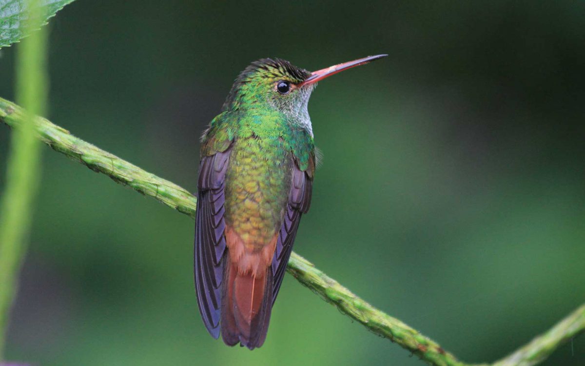Backside and face profile of richly-colored Rufous Tailed hummingbird on a vine