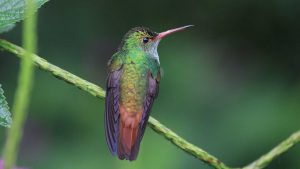 Backside and face profile of richly-colored Rufous Tailed hummingbird on a vine
