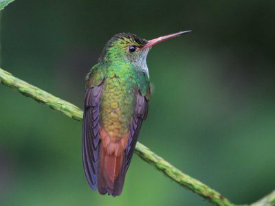 Backside and face profile of richly-colored Rufous Tailed hummingbird on a vine