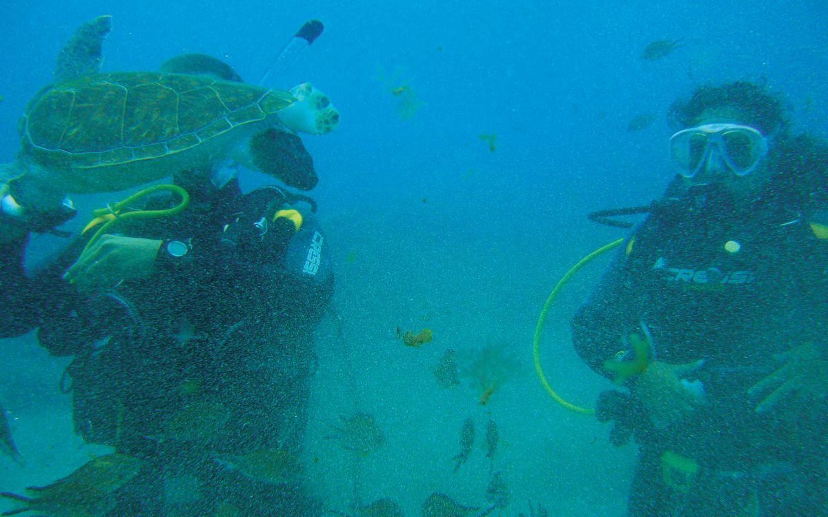 Two scuba divers and an adult leatherback turtle underwater with fish