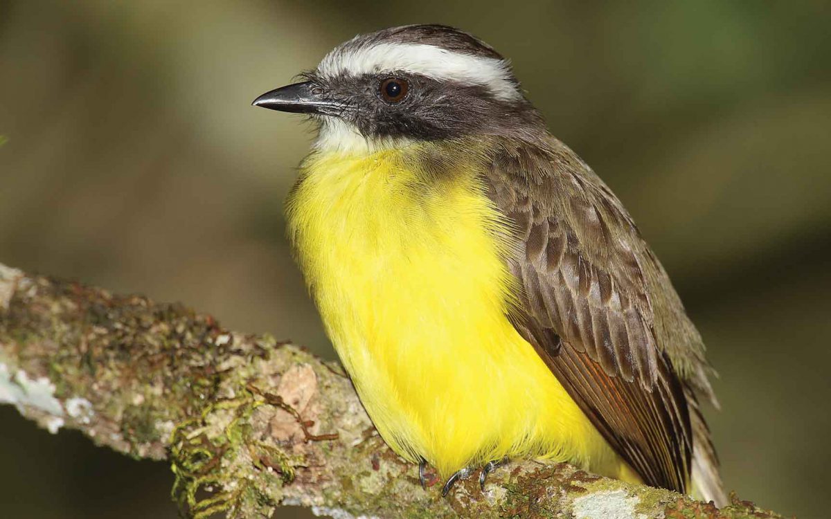 Close-up profile of a Social Flycatcher on a mossy branch