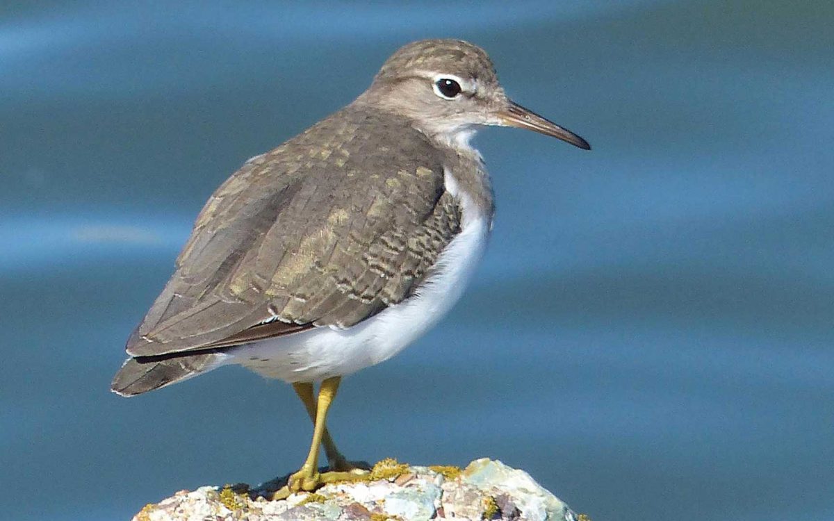 Close-up profile of Spotted Sandpiper bird on a rock near water