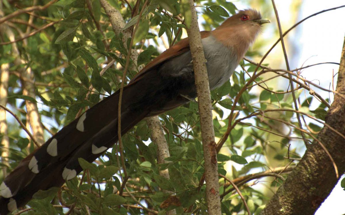 Underside of a Squirrel Cuckoo bird looking up in a tree