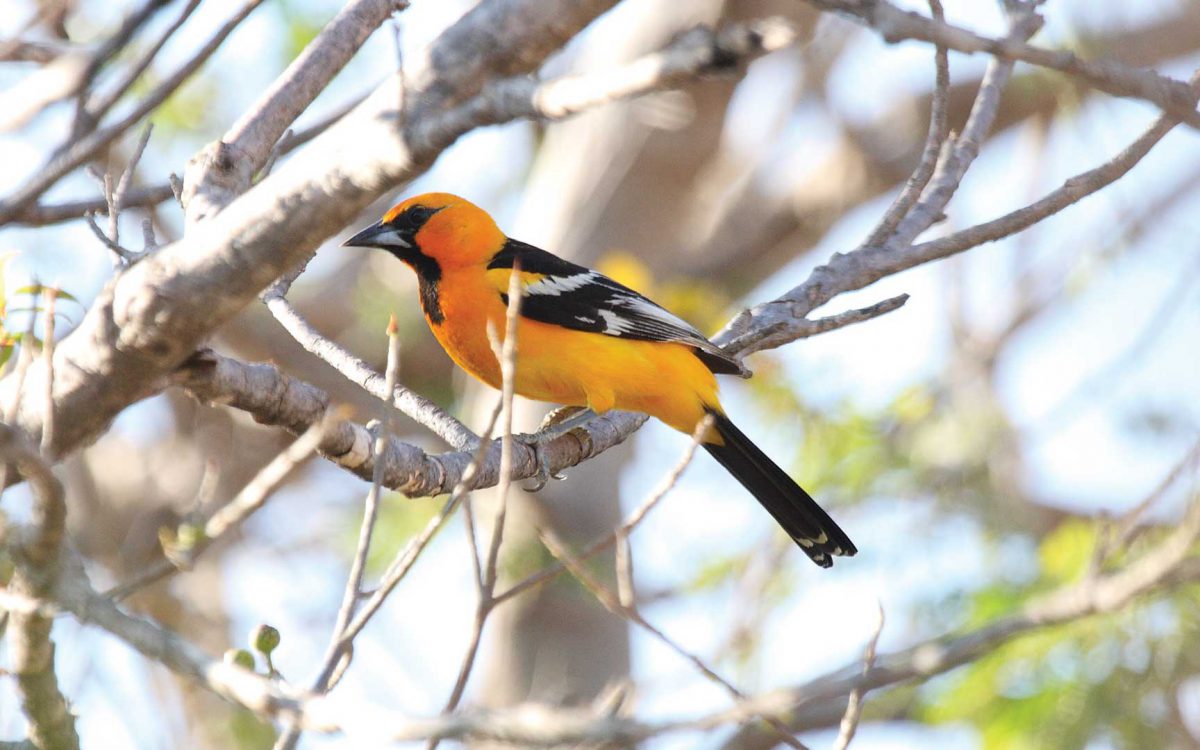 Close-up profile of a bright orange Streak Backed oriole bird in a tree
