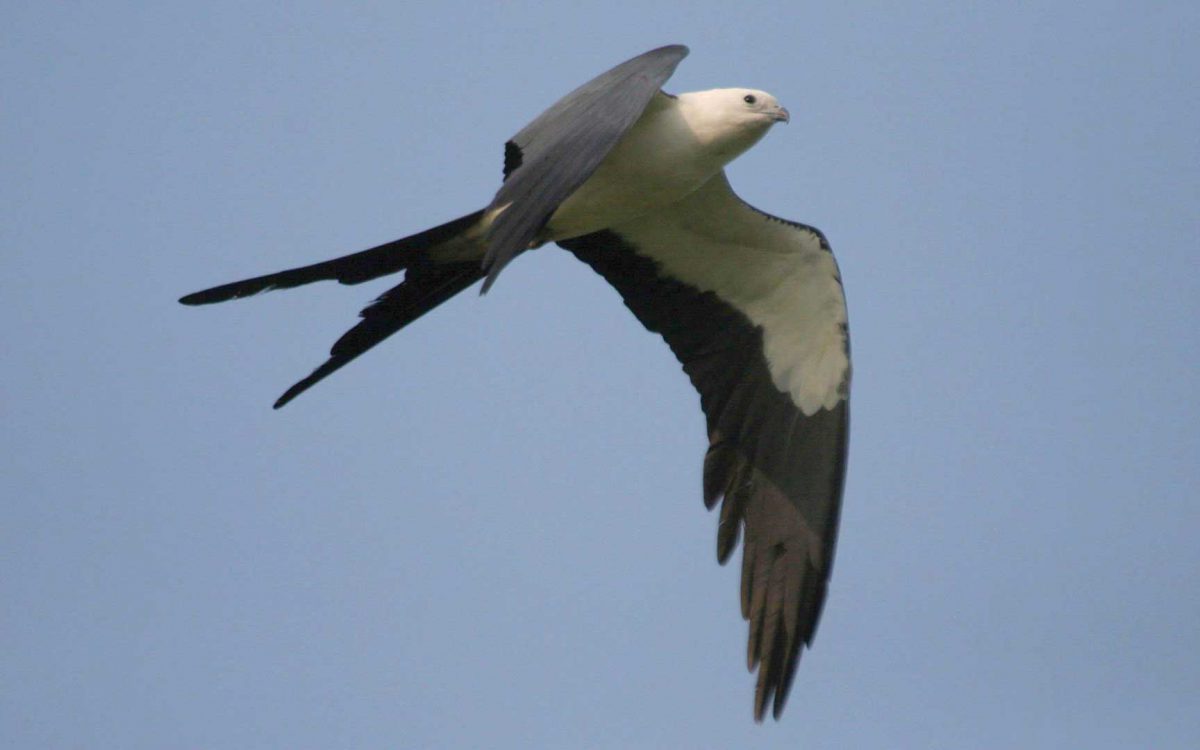 Close-up of a Swallow-Tailed Kite bird flying in blue sky