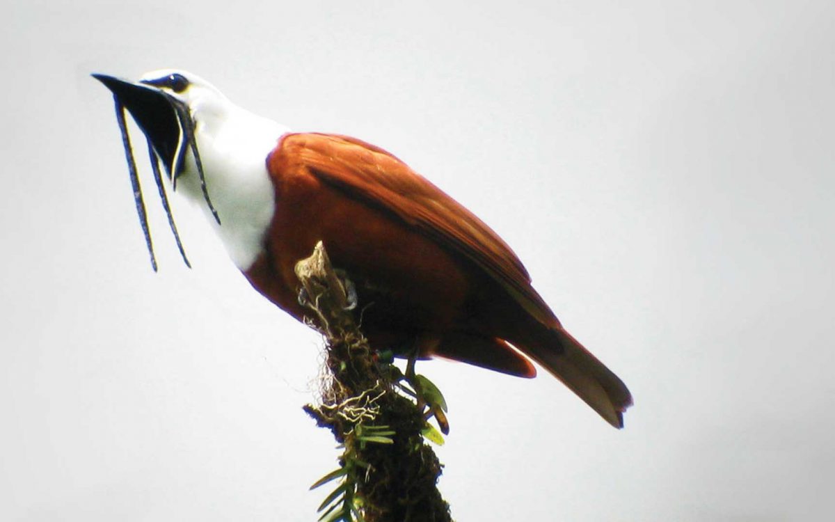Close-up of a Three Wattled Bellbird looking up from the end of a mossy branch