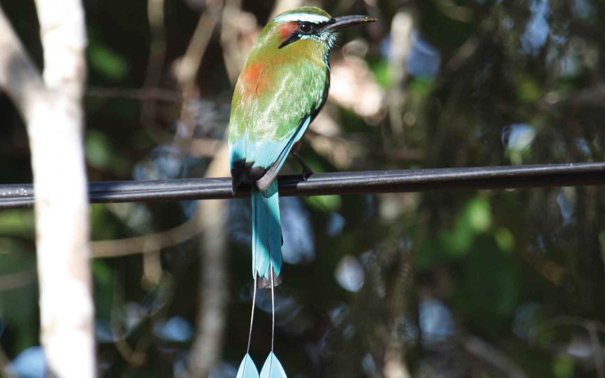 Backside and profile of a Turquoise Browed motmot bird on a wire among trees