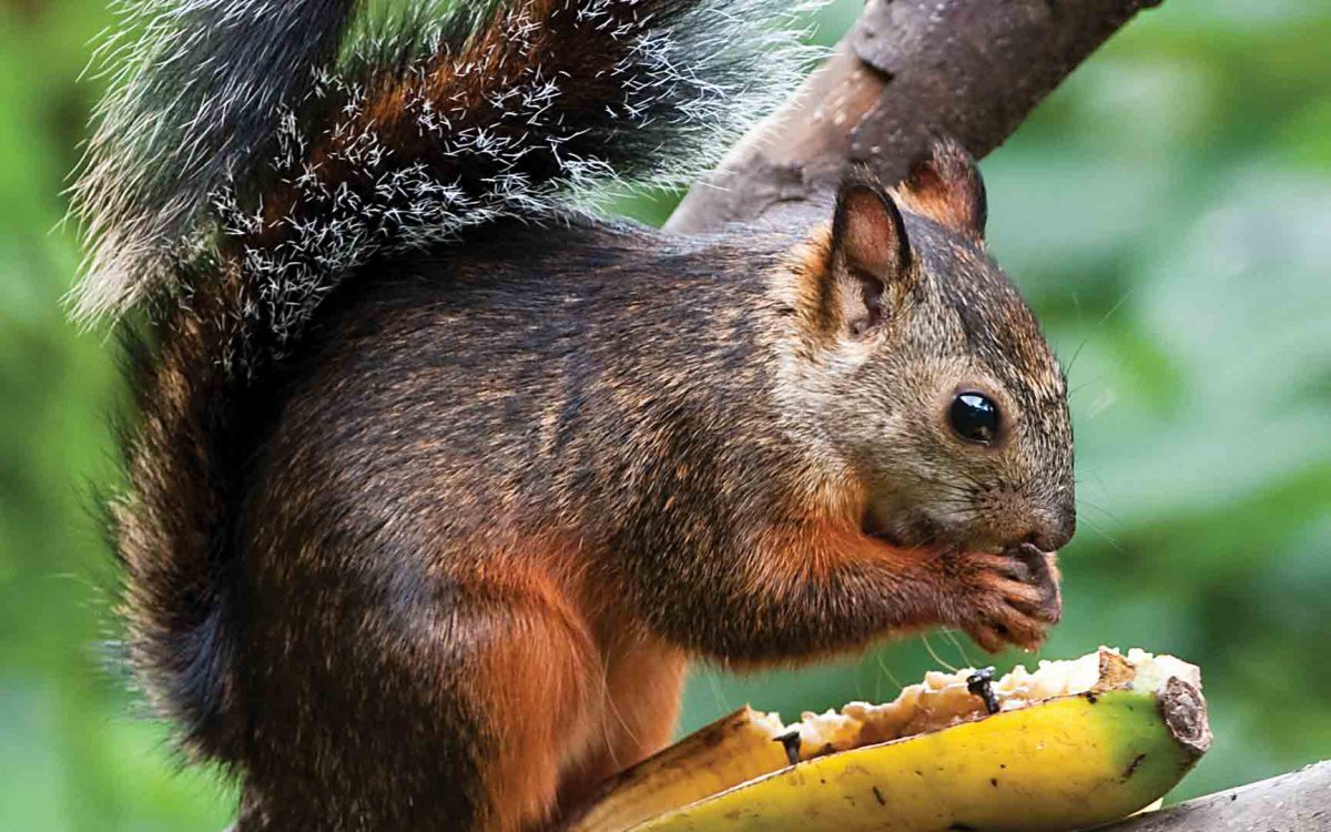 Profile close-up of variegated squirrel eating out of a banana