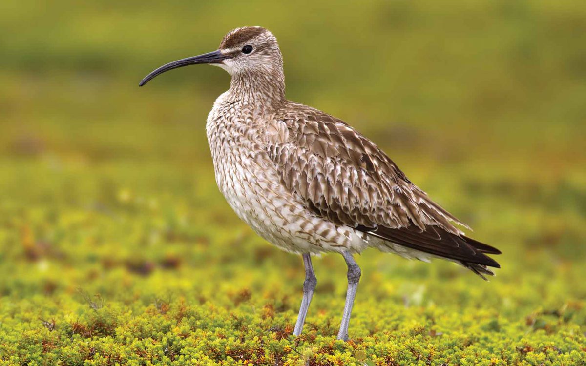 Profile of a whimbrel bird standing in a mossy field
