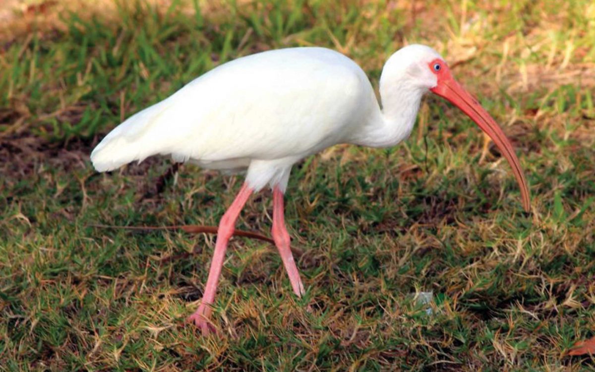 Profile of a White Ibis walking in grass