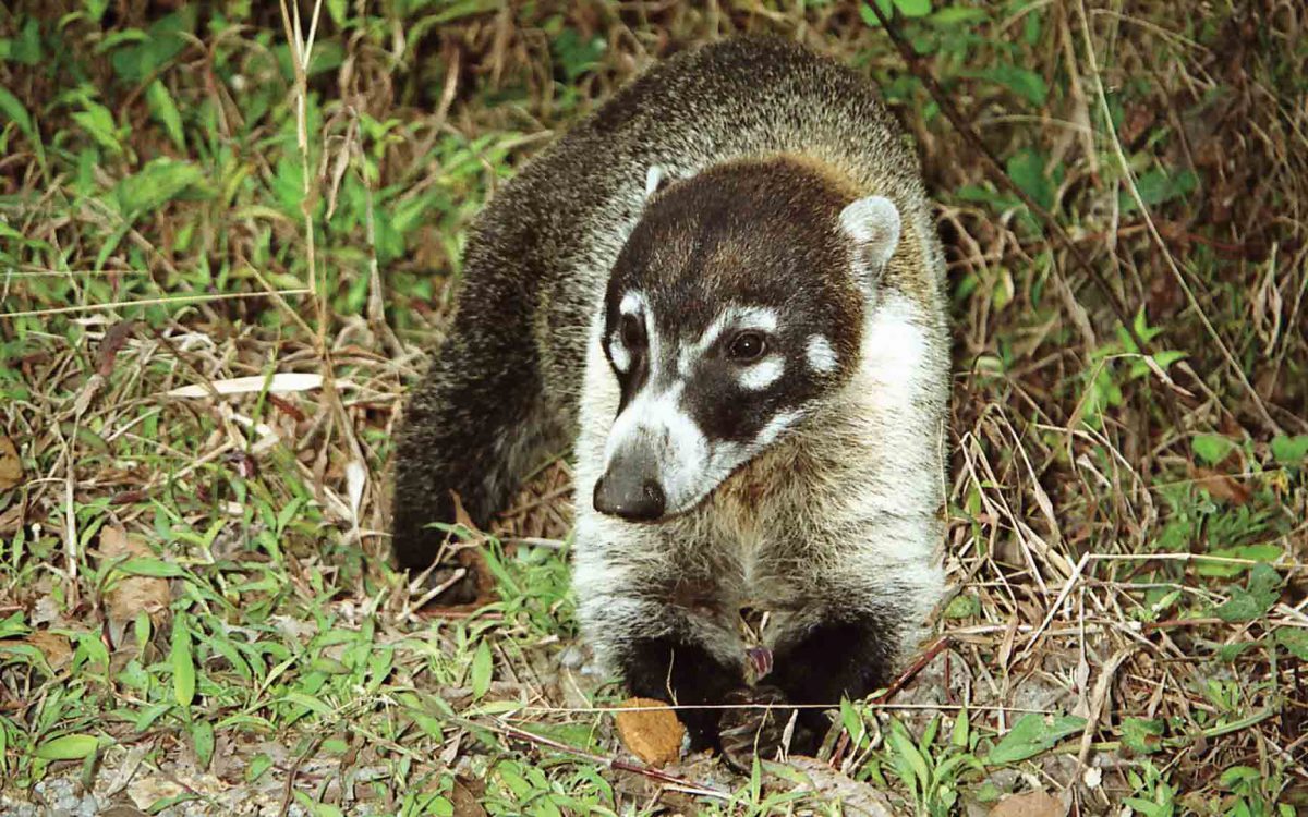 White-nosed coati in the grass