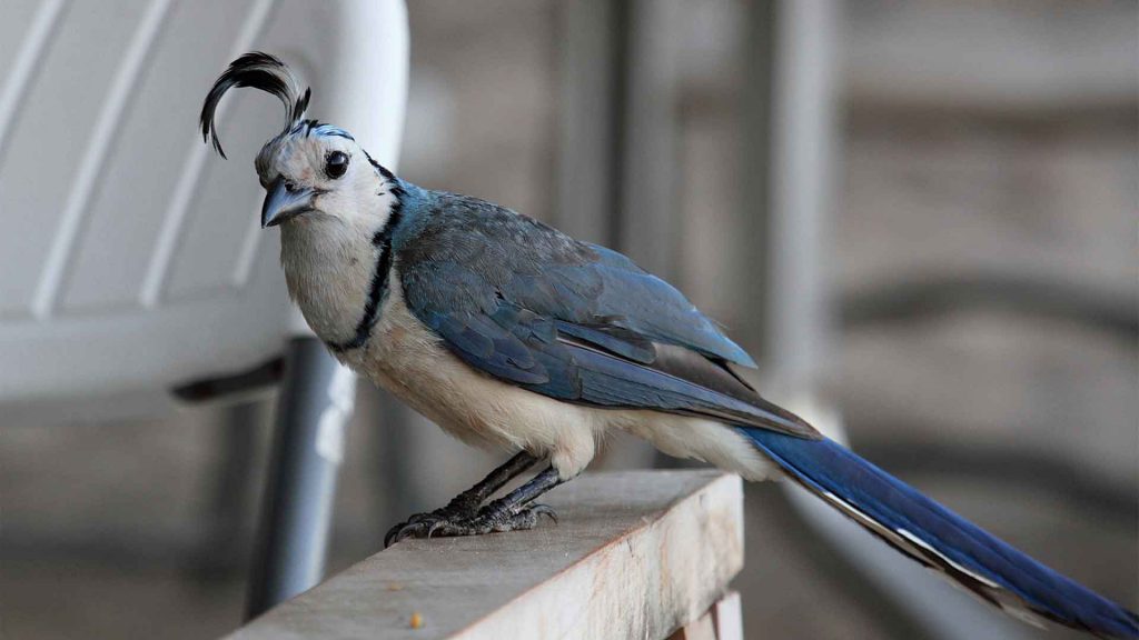 White-Throated Magpie Jay