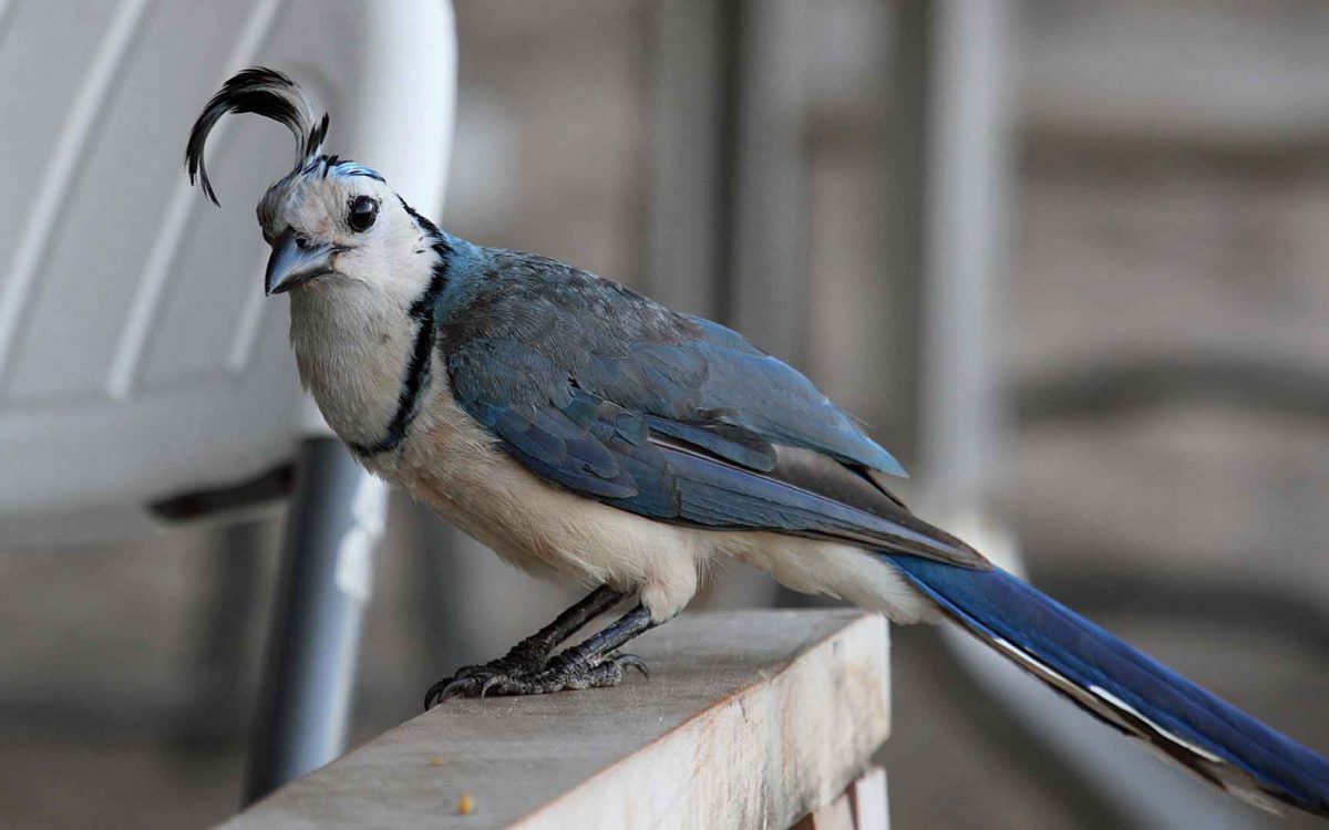 Close-up profile of a White-Throated Magpie Jay on a wooden railing