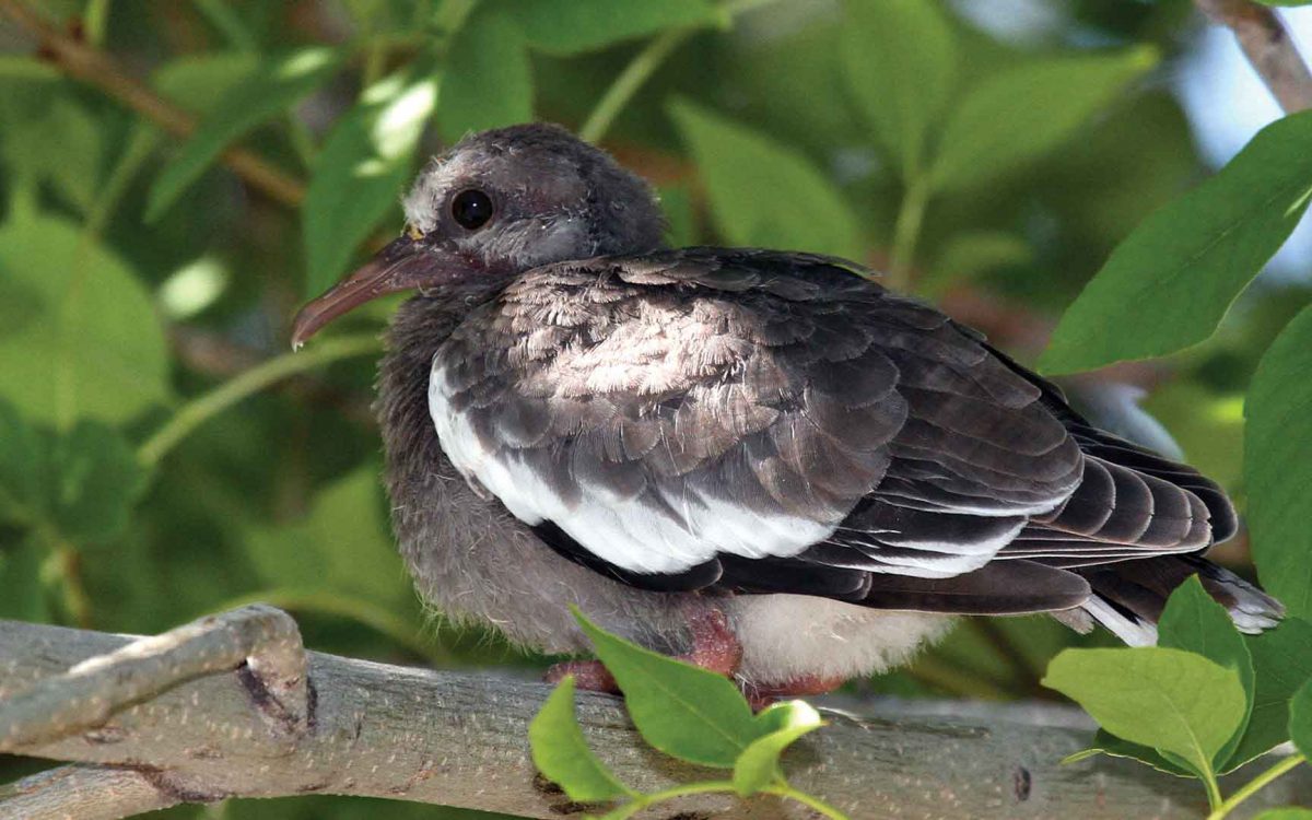 Close-up profile of White-Winged dove sitting on a branch backed by leaves