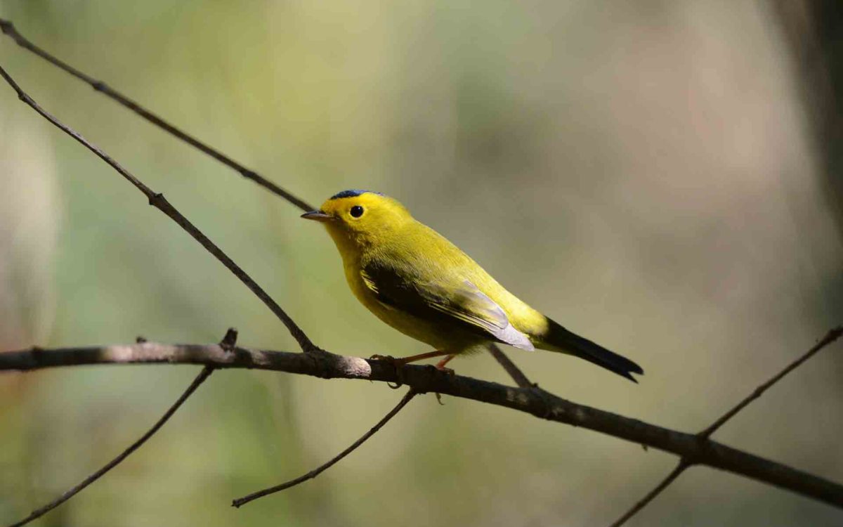 Profile close-up of a yellow Wilson's warbler bird standing on a branch