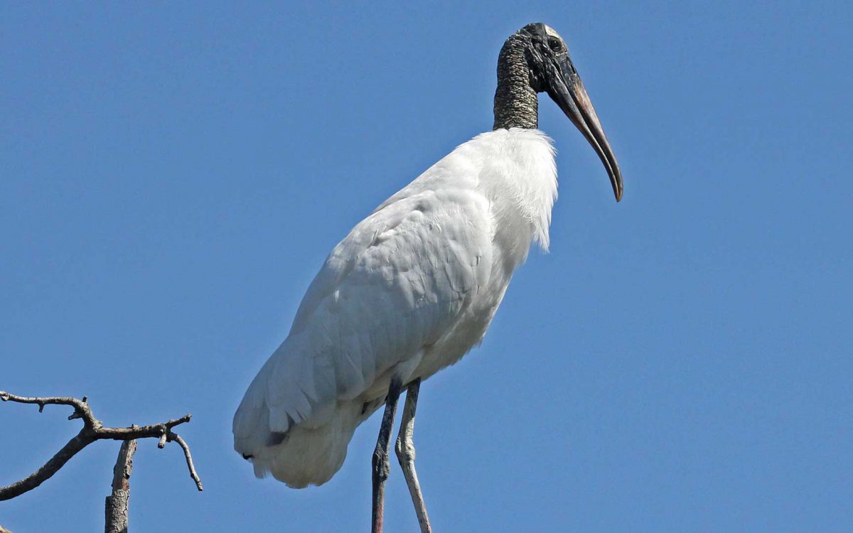 Close-up of a wood stork looking down standing on a branch with blue sky