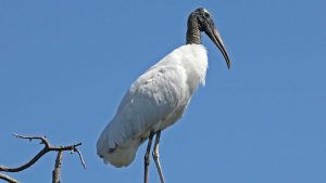 Close-up of a wood stork looking down standing on a branch with blue sky